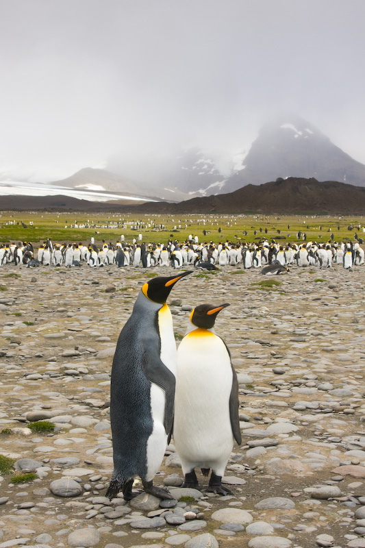 King Penguins On Beach